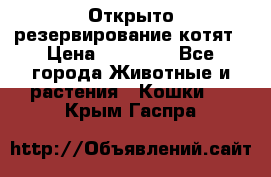 Открыто резервирование котят › Цена ­ 15 000 - Все города Животные и растения » Кошки   . Крым,Гаспра